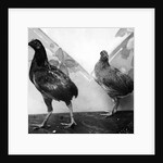 Manx bantams by George Bellett Cowen